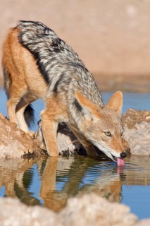Black-backed jackal (Lupulella mesomelas), adult animal, reflected in the water, drinking at a