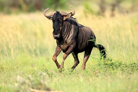 Blue wildebeest (Connochaetes taurinus), adult, jumping, running, Pilanesberg National Park, North