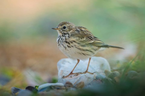 Meadow Pipit (Anthus pratensis), Schleswig-Holstein, Germany
