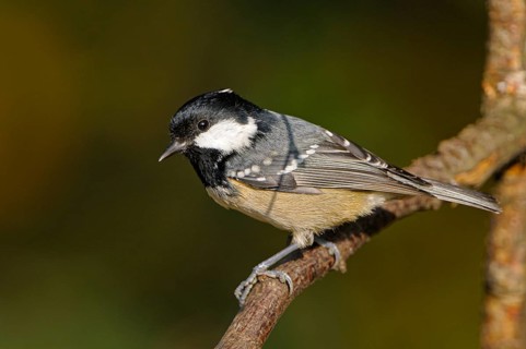 Tannenmeise (Parus ater), Coal tit, Altvogel, November, NSG Dingdener Heide, Nordrhein-Westfalen,