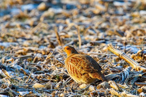 Grey partridge (Perdix perdix) Germany