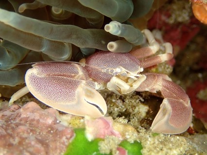Spotted porcelain crayfish (Neopetrolisthes maculatus)