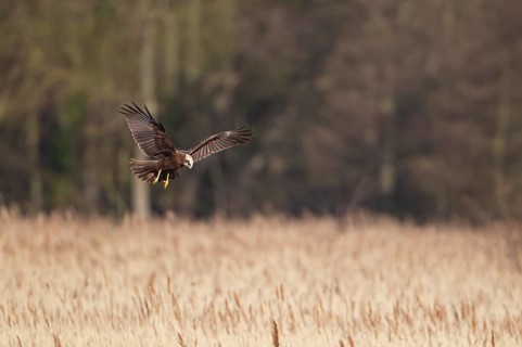 Marsh harrier (Circus aeruginosus) adult raptor bird of prey hovering in flight over a reedbed,