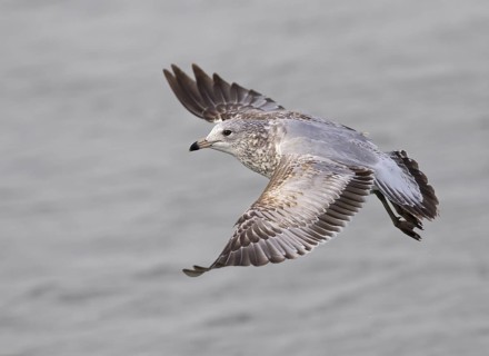 Ring-billed Gull, 1st winterr
