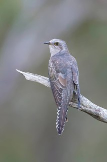 Pallid Cuckoo (Cacomantis pallidus) perched on a branch, Victoria, Australia