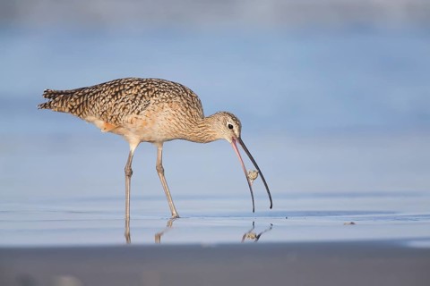 Long-billed Curlew : Morro Strand State Beach : Morro Bay, CA