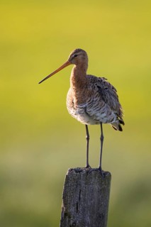 Black-tailed Godwit (Limosa limosa) perched on a pole, Lower Saxony, Germany