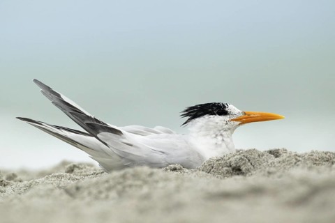 Royal Tern (Thalasseus maximus), Florida, USA