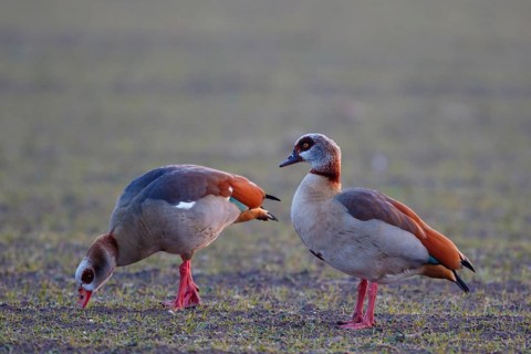 Egyptian Goose (Alopochen aegyptiaca) pair foraging, Netherlands