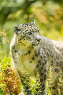 Snow leopard (Panthera uncia) sneaking through the grass, captive, habitat in Asia