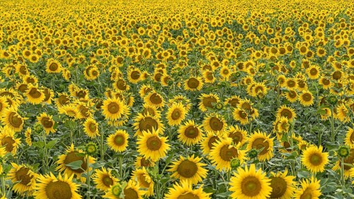 A vast field of sunflowers stretches to the horizon, each flower facing the sun in Geneva, Swiss.