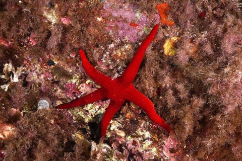 A bright red orange starfish (Hacelia attenuata) lies on a colourful reef, dive site Giens