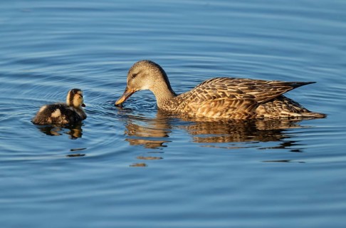 Mallard (Anas platyrhynchos) female and juvenile swimming on a lake, blue water, Lower Saxony,