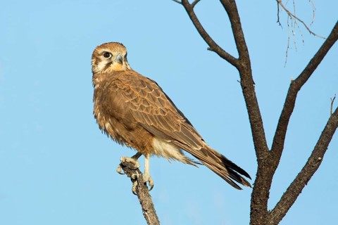 Brown Falcon (Falco berigora) perched on a branch, Queensland, Australia