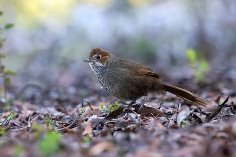 Rufous Bristlebird (Dasyornis broadbenti) perched on the ground, Victoria, Australia
