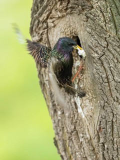 Common Starling (Sturnus vulgaris) cleaning fecal sac out of nest cavity, Rhineland-Palatinate,