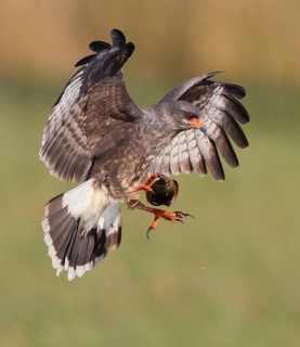 Snail Kite (Rostrhamus sociabilis) male flying with snail in its claws, Florida, USA