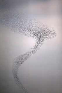 Common Starling (Sturnus vulgaris) huge flock flying in formation, Rhineland-Palatinate, Germany