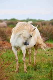 A white Camargue horse stands on a green meadow and looks gently at the ground, summer, Camargue,