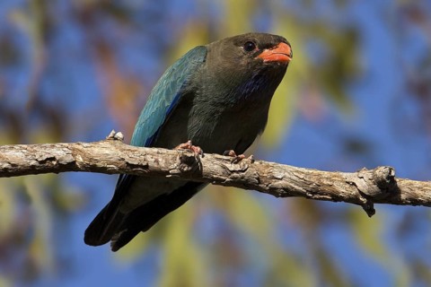 Oriental Dollarbird (Eurystomus orientalis), Western Australia, Australia