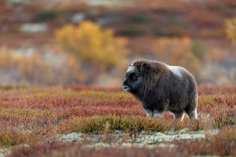 It's hard to resist the charm of a musk ox calf (Ovibos moschatus), baby animals, autumn, autumn