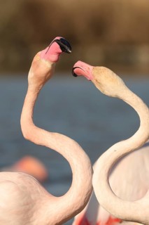 A pair of pink flamingos engaged in a nuptial dance, their curved necks, set against a soft-focused