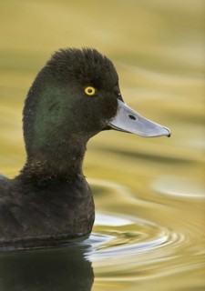 Lesser Scaup (Aythya affinis) male, Arizona, USA