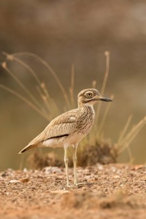 Senegal Thick-knee (Burhinus senegalensis), Gambia