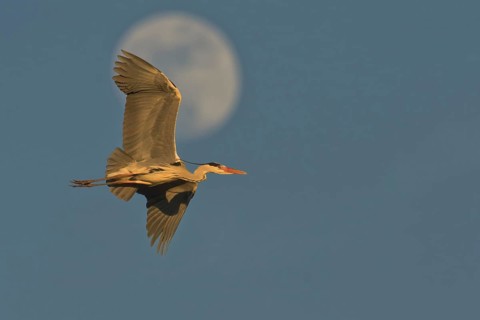 Grey Heron (Ardea cinerea) male flying, Lombardy, Italy