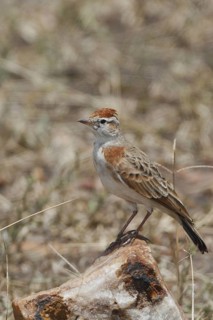 Red-capped Lark (Calandrella cinerea), Masai Mara, Kenya
