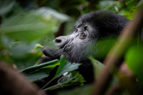 Mountain gorilla (Gorilla berengei berengei), Bwindi Impenetrable National Park, Uganda