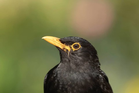 European blackbird (Turdus merula) adult male garden bird head portrait, Suffolk, England, United