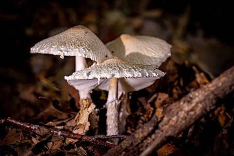 Three mushrooms with bulbous caps in the forest on leaves and branches in dim light, the umbrella