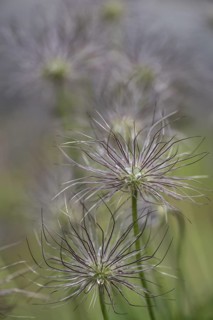 Pasque flower (Pulsatilla vulgaris), seed heads, Emsland, Lower Saxony, Germany