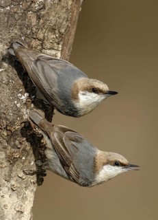 Brown-headed Nuthatch (Sitta pusilla), Texas, USA