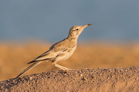 Greater Hoopoe-Lark (Alaemon alaudipes) female perched on the ground, Eilat, Israel