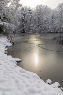 Winter at the Merzteich pond in Friedewald near Niederau, Moritzburg pond area, Saxony, Germany