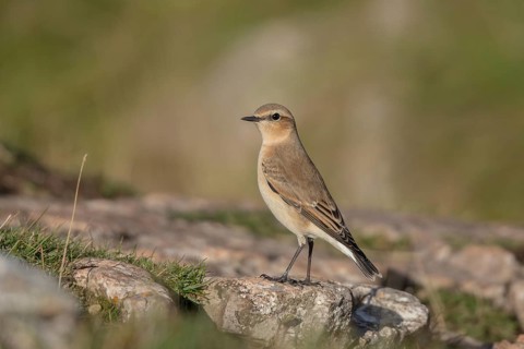 Northern Wheatear (Oenanthe oenanthe) juvenile, Wales, United Kingdom