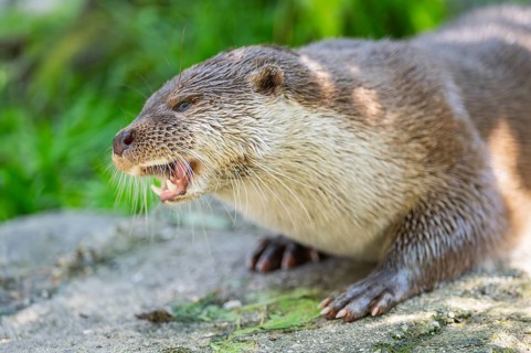Eurasian otter (Lutra lutra) lying on a rock, Bavaria, Germany