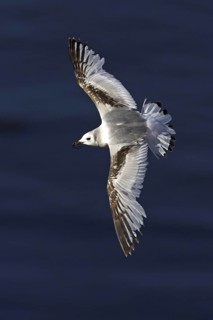 Black-legged Kittiwake (Rissa tridactyla) flying, Schleswig-Holstein, Germany