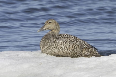 Common Eider (Somateria mollissima) female, Manitoba, Canada