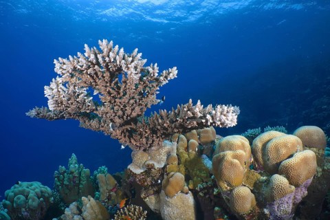 Pharaoh's antler coral (Acropora pharaonis)