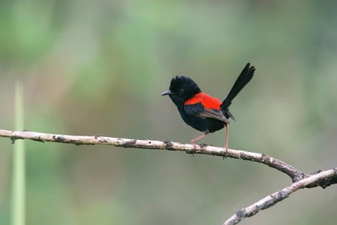 Red-backed Fairywren (Malurus melanocephalus) male perched on a branch, Queensland, Australia