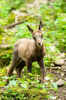 Chamois (Rupicapra rupicapra) youngster in a foreest, Bavaria, Germany