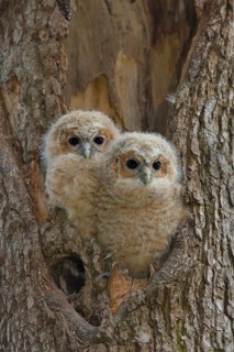 Tawny Owl (Strix aluco) two chicks looking out from breeding hole, Saxony, Germany