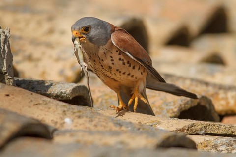 Lesser Kestrel (Falco naumanni), male with lizard, Castile-La Mancha
