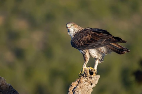 Close-up of a stunning Bonelli's Eagle standing vigilant atop a rugged stump in the lush landscapes