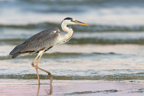 Grey grey heron (Ardea cinerea), Foraging, Boat Trip, Tiszaalpár, Kiskunsági National Park,