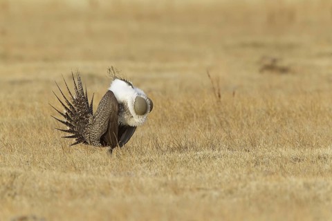 Sage Grouse (Centrocercus urophasianus) male mating, California, USA