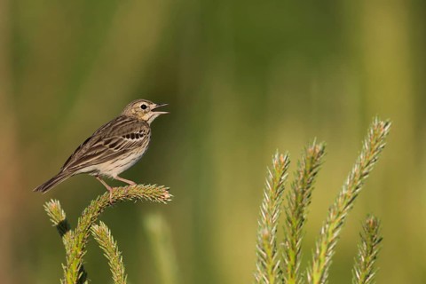 Tree Pipit - Baumpieper - Anthus trivialis ssp. trivialis, Russia